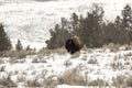 Sole bison standing in snow in Yellowstone National Park, Wyoming
