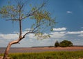 Sole curved tree with recently grown leaves on coast of lake