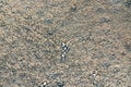 Sole imprint on the cracked dry ground near salt lake Elton, Astrakhan region, Russia
