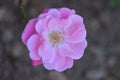 Miniature pink baby rose Royalty Free Stock Photo