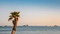 Sole palm tree overlooking the French Riviera Meditteranean Royalty Free Stock Photo