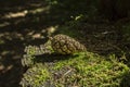 A sole pine tree cone lying on moss, background.