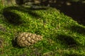 A sole pine tree cone lying on moss, background.