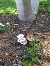 Sole smooth palm tree base growing into two, with mushrooms. Royalty Free Stock Photo