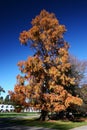 Idyllic autumn plant in Christchurch Botanic Gardens, Canterbury, South Island, New Zealand Royalty Free Stock Photo