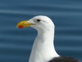 Seagull in the blue, Namibia