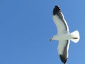 Seagull in the sky, Namibia