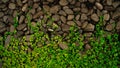 Soleirolia or better known as baby or angel`s tears on wall full of rocks. Background