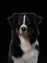 Solemn Australian Shepherd dog on black, intense gaze Royalty Free Stock Photo