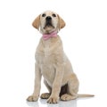 Solemn looking seated labrador retriever puppy wearing pink bow tie