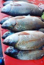 Solemn rohu fish