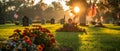 Solemn Sunrise Salute: Flags and Flowers Honor Veterans. Concept Patriotism, Memorial Day,