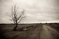 Solemn tree by the road