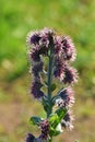 Solenanthus flower natural in wild Royalty Free Stock Photo