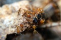 Solenopsis geminata is a species of ant in the genus Solenopsis, subfamily Myrmicinae.