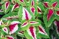 Solenostemon or Coleus Plectranthus scutellarioides cultivated for variegated leaves