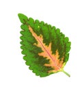 Solenostemon Leaf