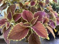 Solenostemon scutellaides plants in nature garden