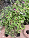 Solenostemon scutellarioides plant in nature garden