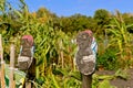 Muddy shoes in a garden Royalty Free Stock Photo