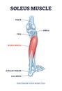 Soleus muscle with anatomical leg bones skeletal structure outline diagram
