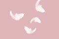Solf fluffy white feathers falling down in the air Royalty Free Stock Photo