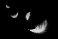 Solf fluffy white feathers floating in the dark Royalty Free Stock Photo