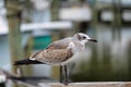 A soliary bird walking along a pier pecking the dock