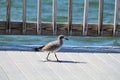 A soliary bird walking along a pier