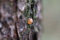 solid amber resin drop on tree, united kingdom