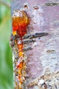 Solid amber resin drops on a cherry tree trunk.