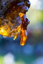 Solid amber resin drops on a cherry tree trunk.