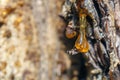 Solid amber resin drops on a tree trunk.