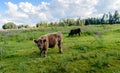 Solid brown Galloway bull watches the photographer