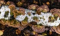 Solid brown tree fungus on the trunk of a fallen birch close-up in autumn