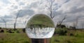 Dead tree landscape through a solid glass orb.