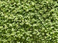 Solid natural wall of green leaves.Texture or background Royalty Free Stock Photo