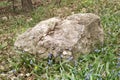 Solid old stone surrounded by spring young: Scillas and Anemone Royalty Free Stock Photo