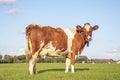 Solid red brown dairy cow in a meadow, fully in focus, blue sky, green grass in a meadow