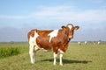 Solid red brown dairy cow stands in a meadow, fully in focus, blue sky, green grass