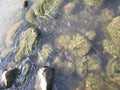 Solid rock hit by the flow of water in a river. Royalty Free Stock Photo