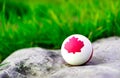 A solid rubber white ball on which is drawn a maple leaf symbol of Canada. The background is green grass Royalty Free Stock Photo