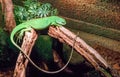 Solid vivid green american iguana with a very long tail laying between two branches, a tropical reptile pet from america
