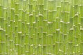 solid wall of bamboo stalks