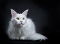 Solid white Maine Coon cat laying on black background Royalty Free Stock Photo