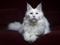 Solid white Maine Coon cat laying on red couch