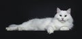 Solid white siberian on black background Royalty Free Stock Photo