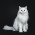 Solid white siberian on black background Royalty Free Stock Photo