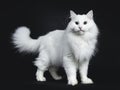 Solid white siberian on black background Royalty Free Stock Photo