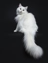 Solid white siberian on black background Royalty Free Stock Photo